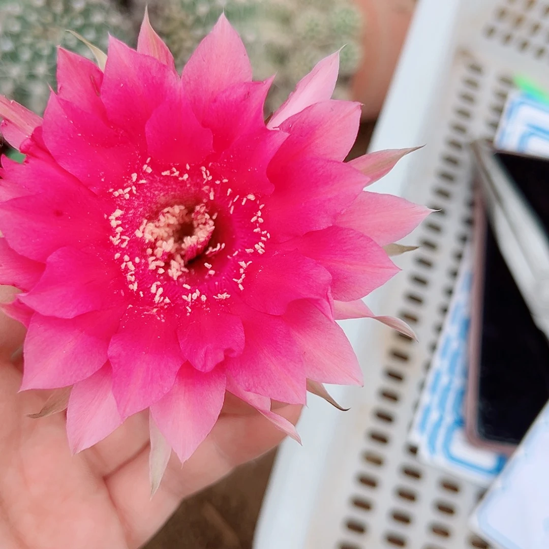 彩草彩草00000188