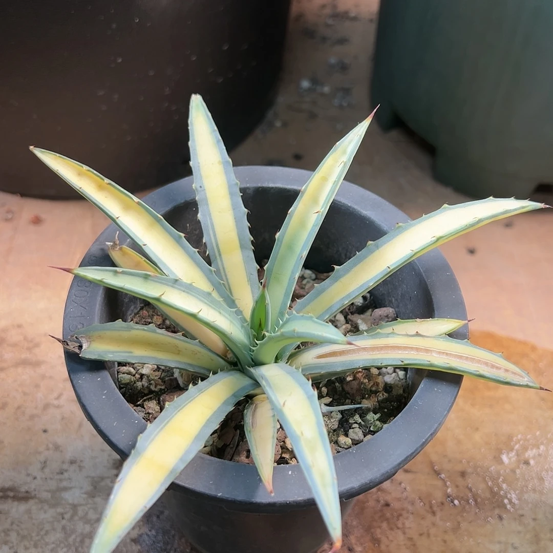 无花朵多肉植物八荒殿黄中斑