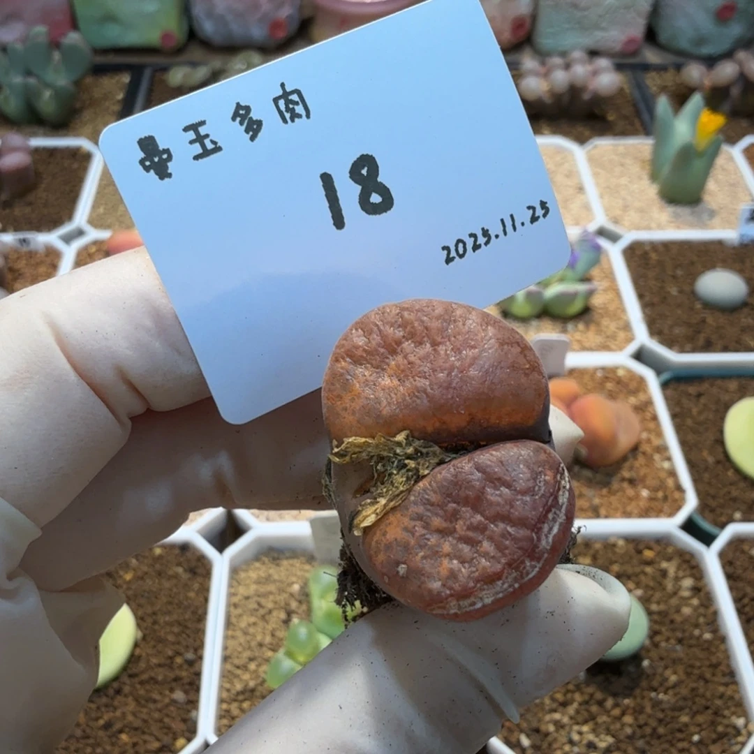 喵***崽多肉多肉多肉11.25-018 Y410