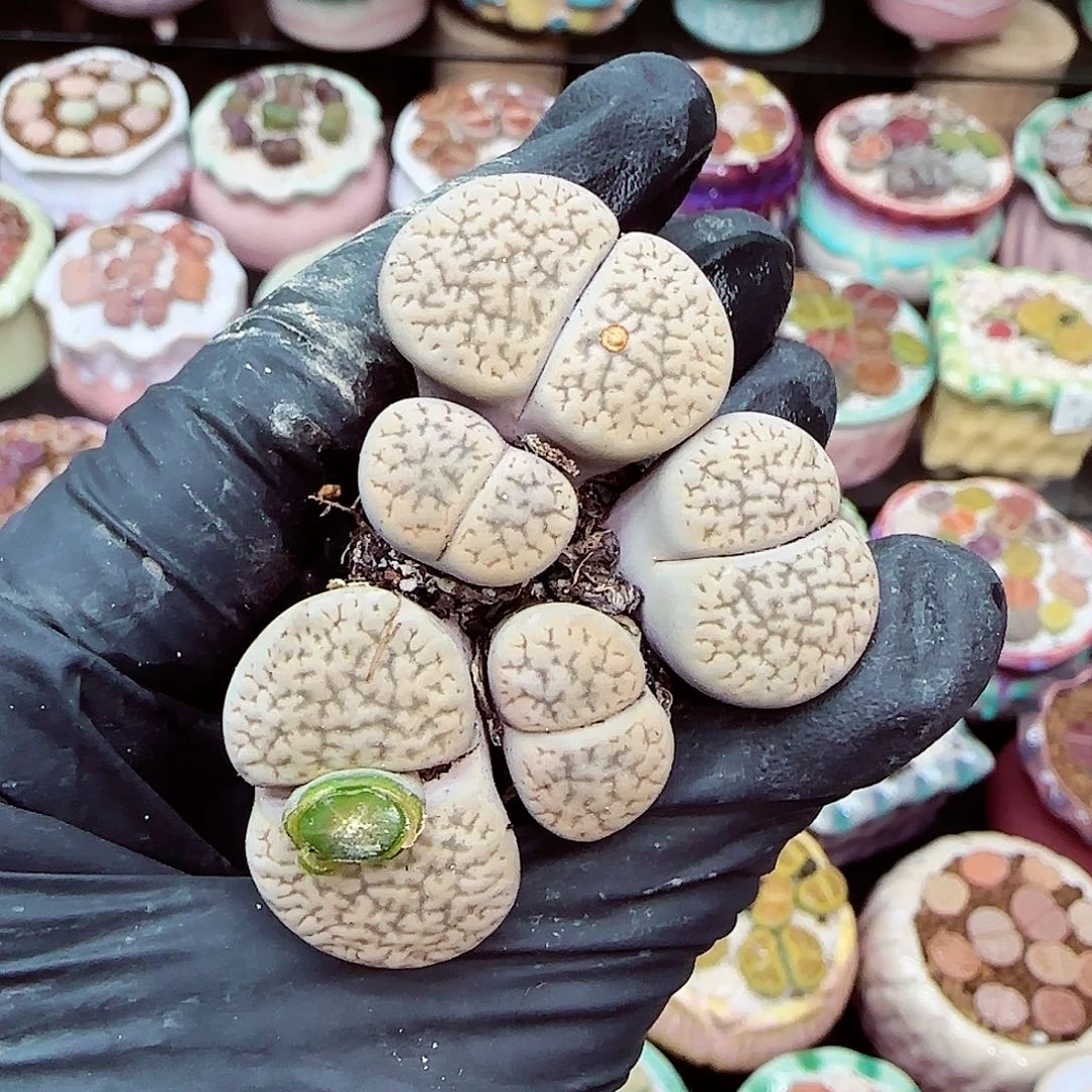 生石花满18包邮1218-75