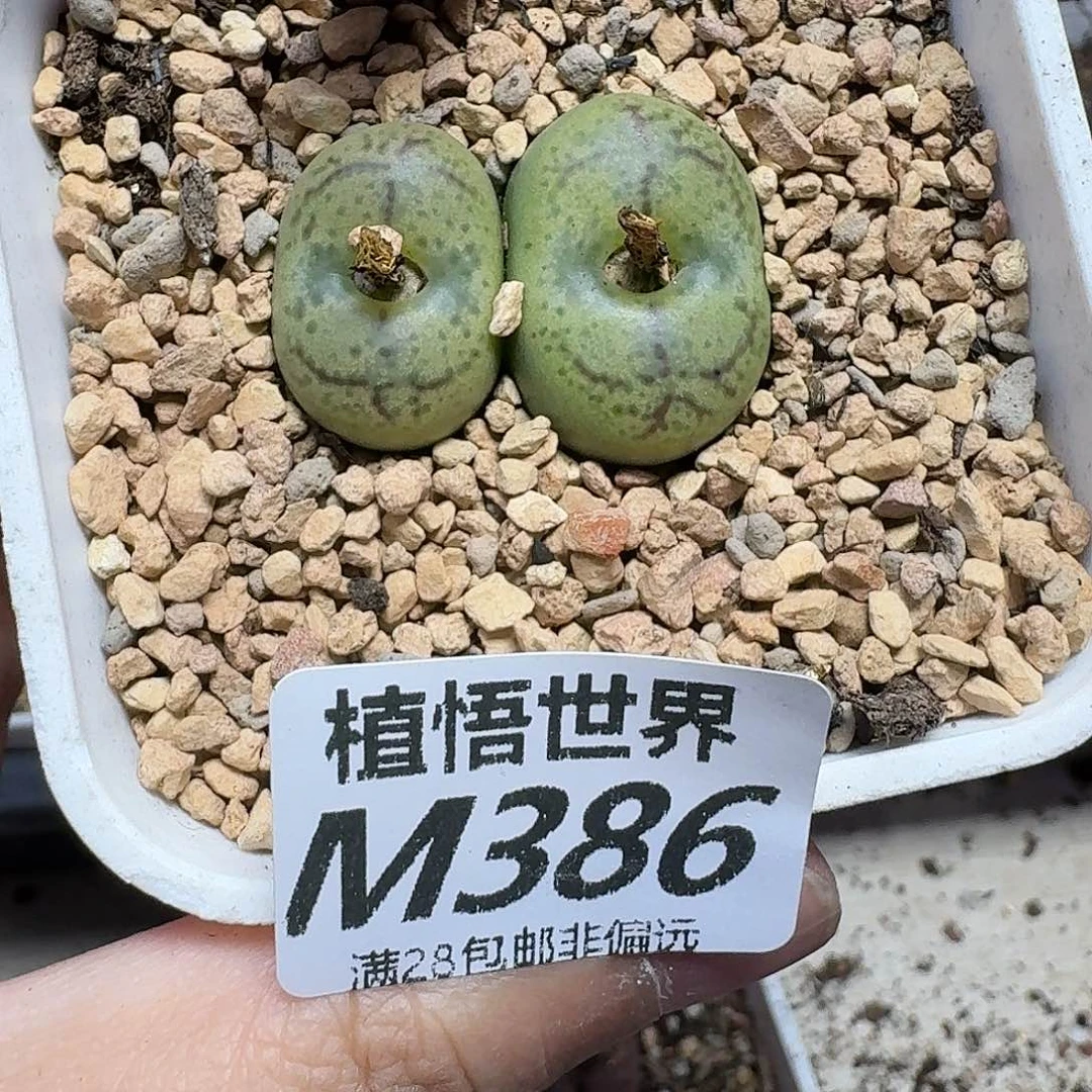 多肉植物的润泽ghj