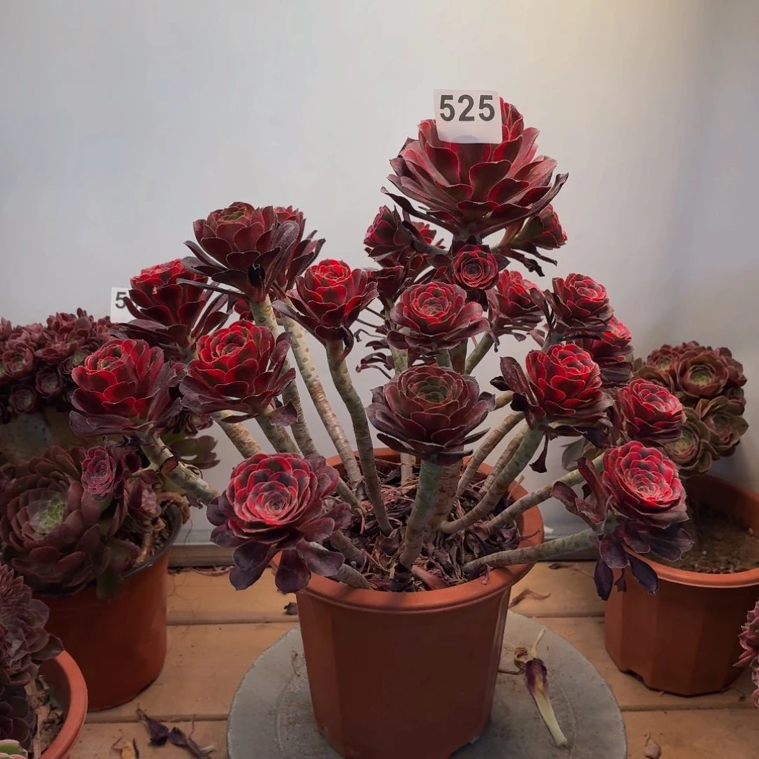 多肉法师丽娜525