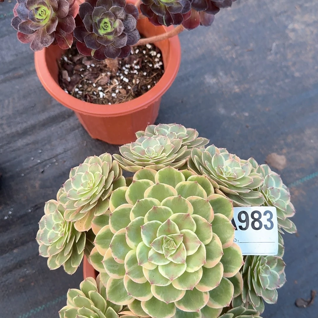 粉花妖多肉法师983