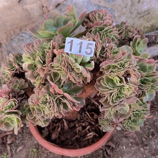 爱***正多肉植物一个香非