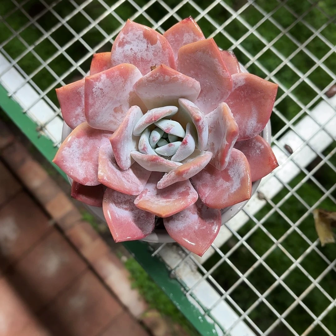 红茶大单头12㎝盆参考