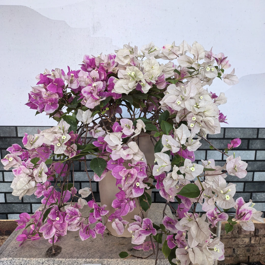 【艺景园花花公子专用】漳红樱花瀑布造型盆景老桩好养勤花侧飘-2