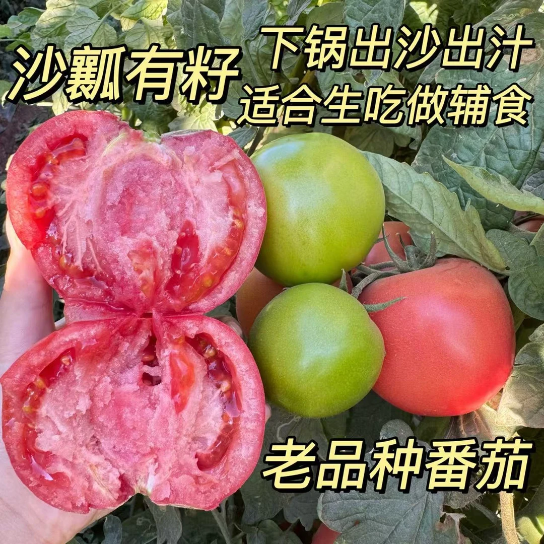 【京东快递】【普罗旺斯水果番茄】老品种沙瓤西红柿生吃西红柿水果