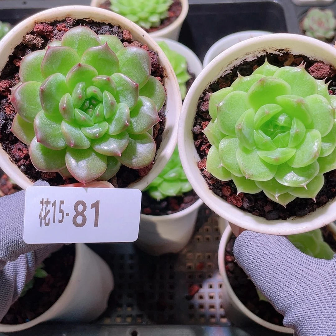 花利美15-81珍妮＋海王
