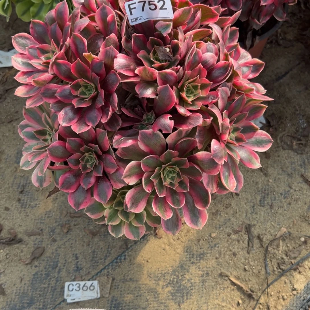 752女妖多肉植物法师多肉