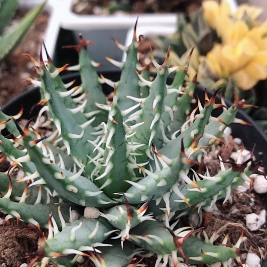 黑魔殿芦荟带盆发货