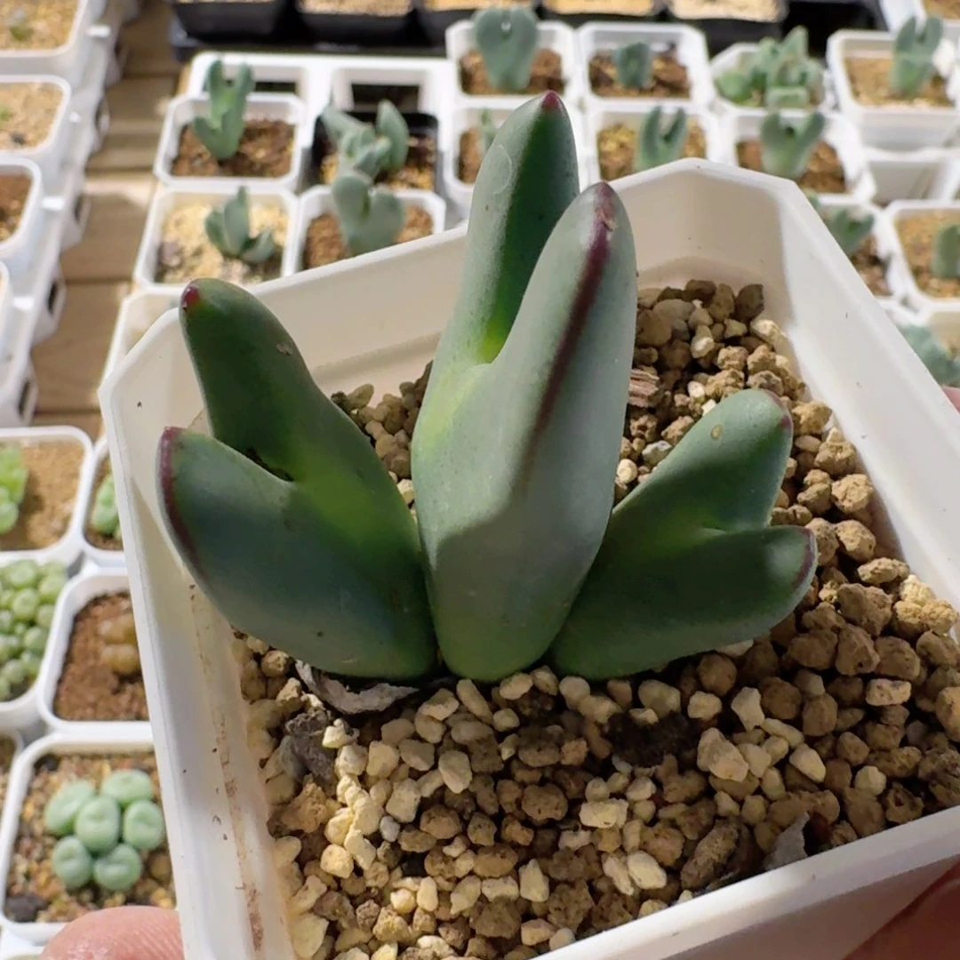 知*。脱土发货............