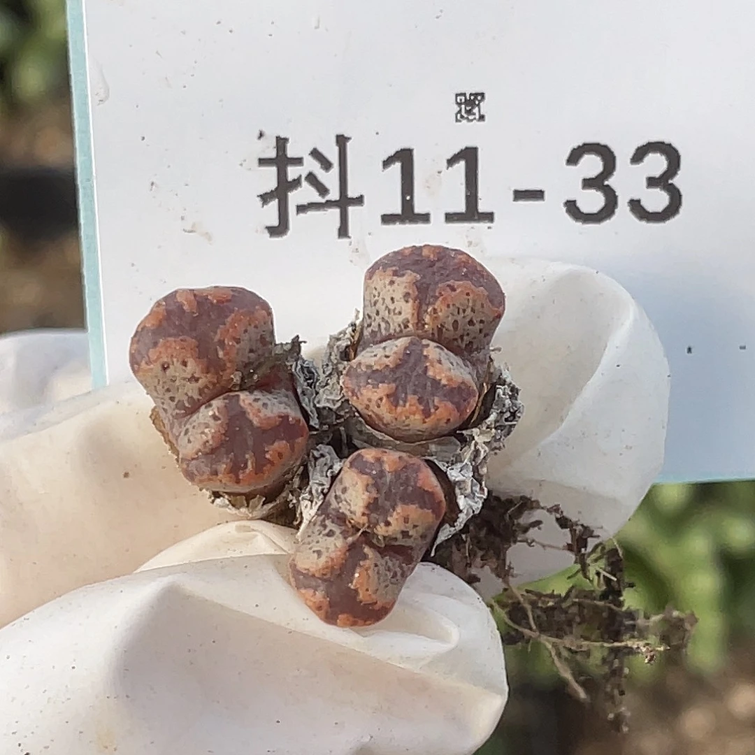 11-33勋章多肉植物