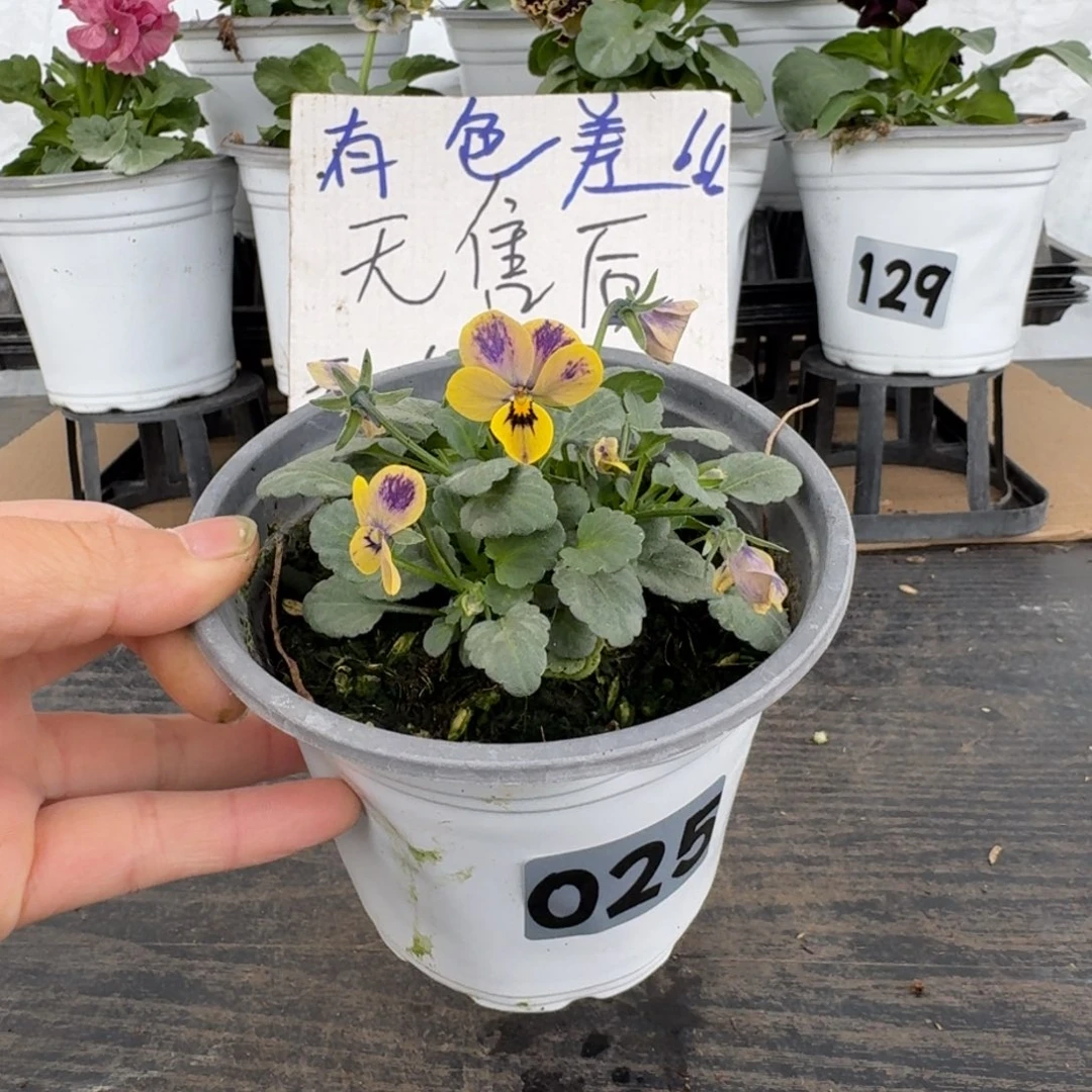 全部花朵025号梦