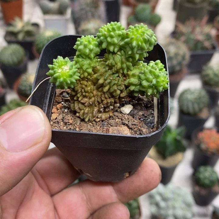 群生蝌蚪球特价福利2