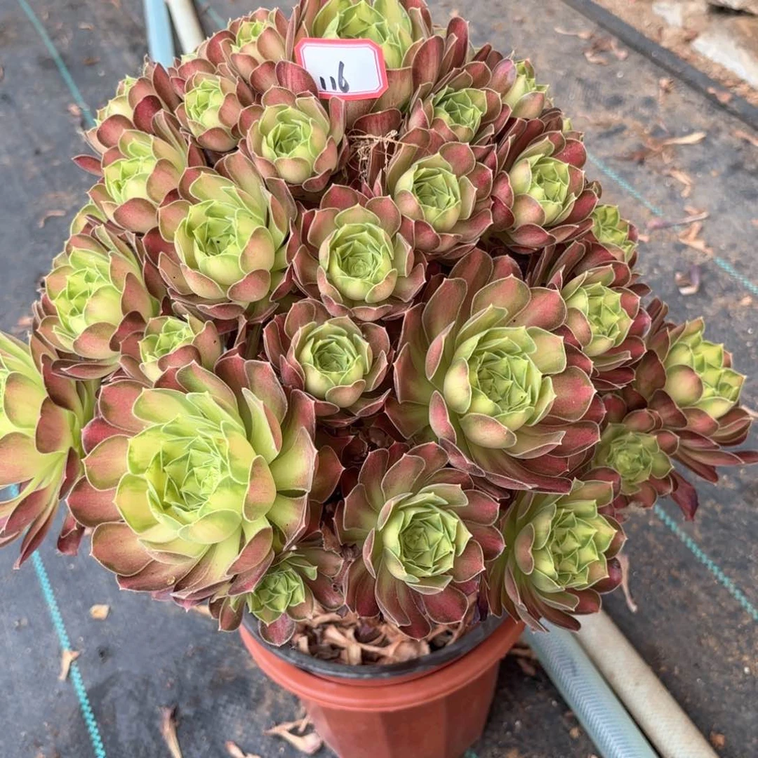 无花朵116少华多肉植物