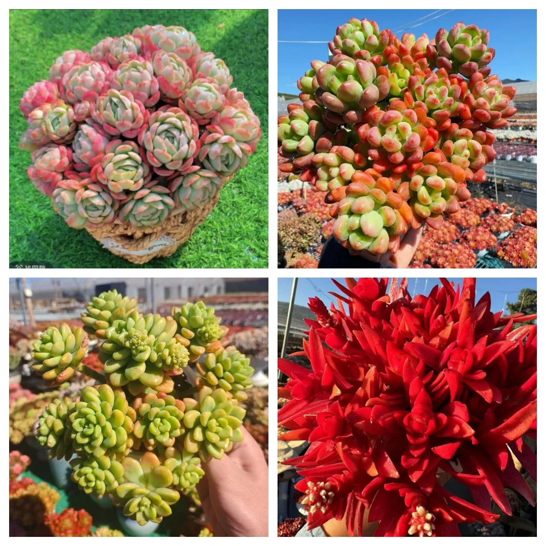 X贝瑞+草编蓝组合  好看好养 云南基地直发 带盆带土