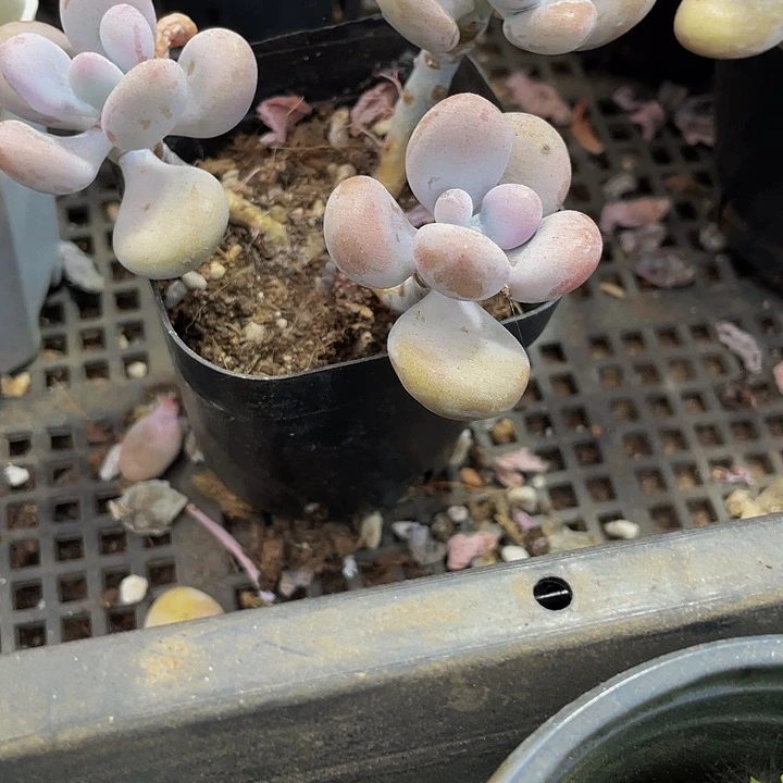 三头老庄桃蛋带盆土