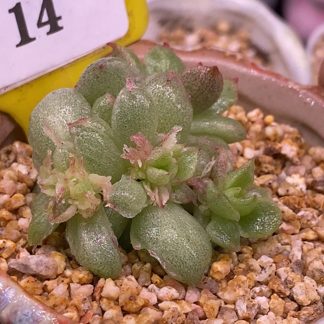 314风花雪月变异冰晶