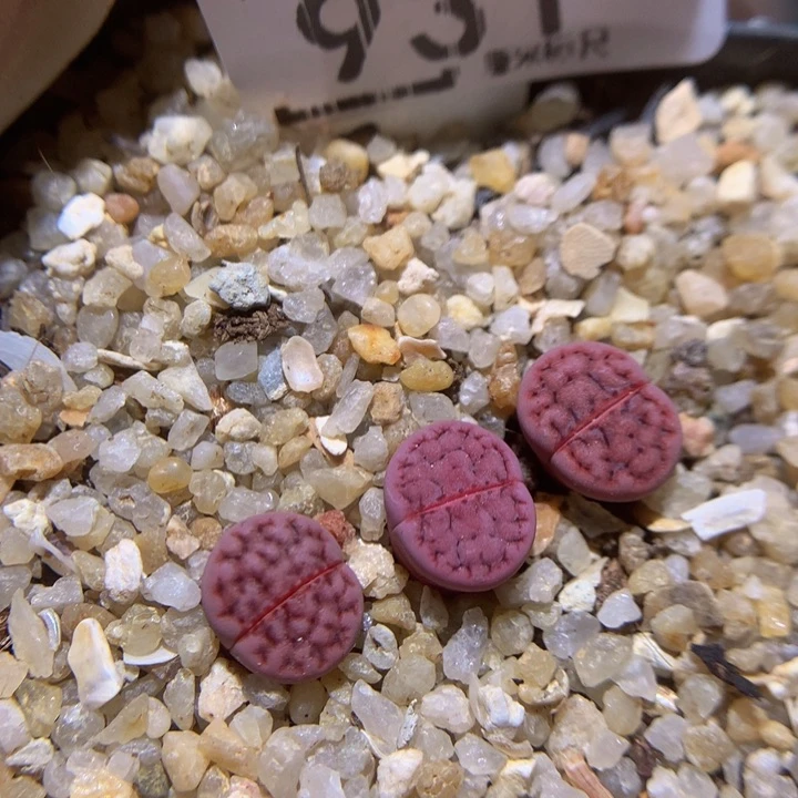 Sad好好爱自己931