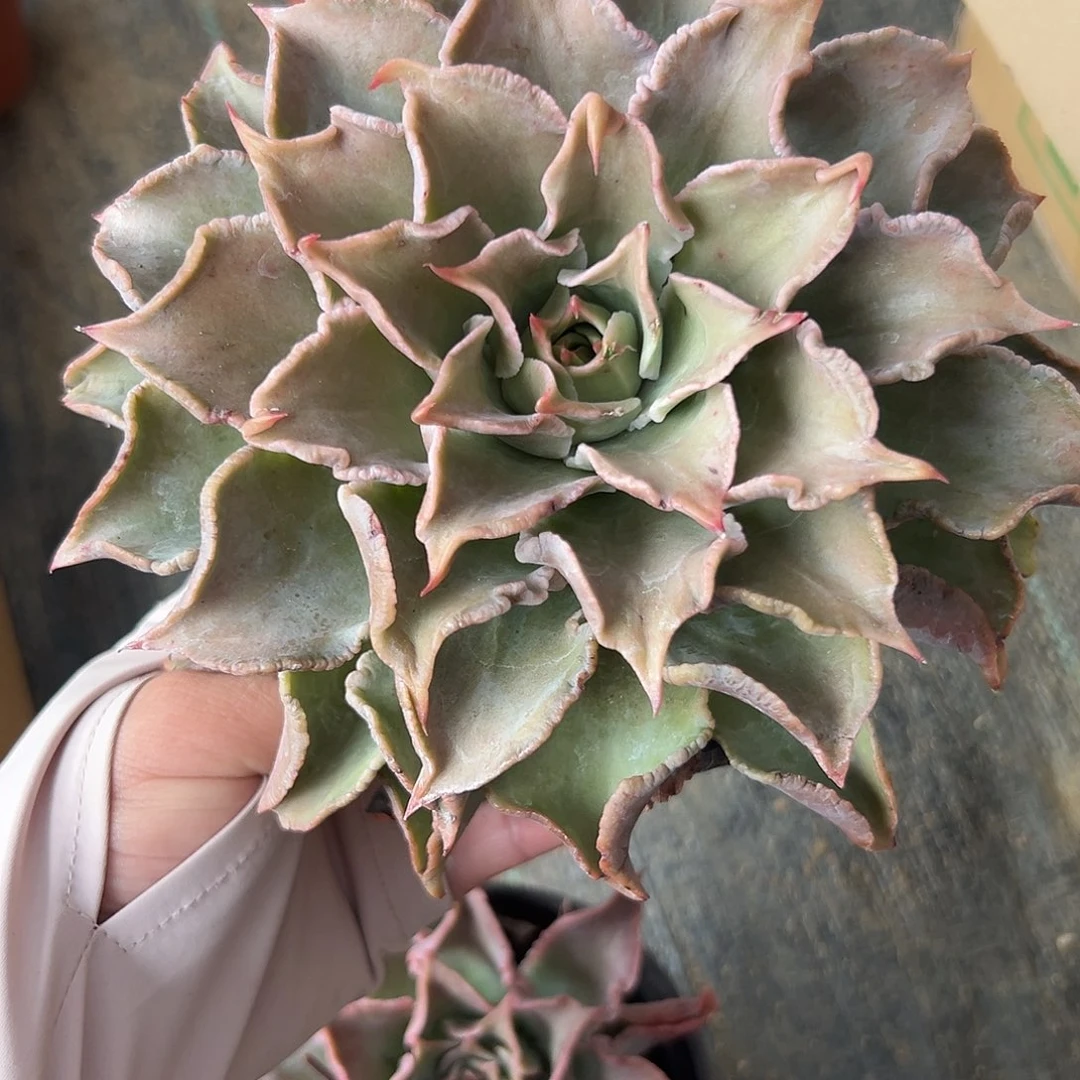 多肉植物大饺子皮