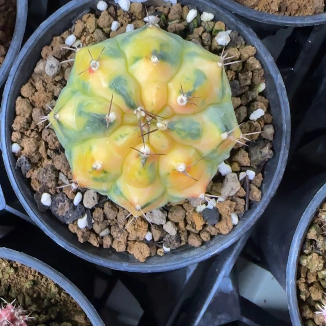 78-0212脱土发多肉