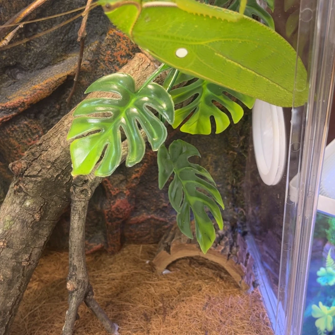 5***1巨拟随单全品拍拍拍