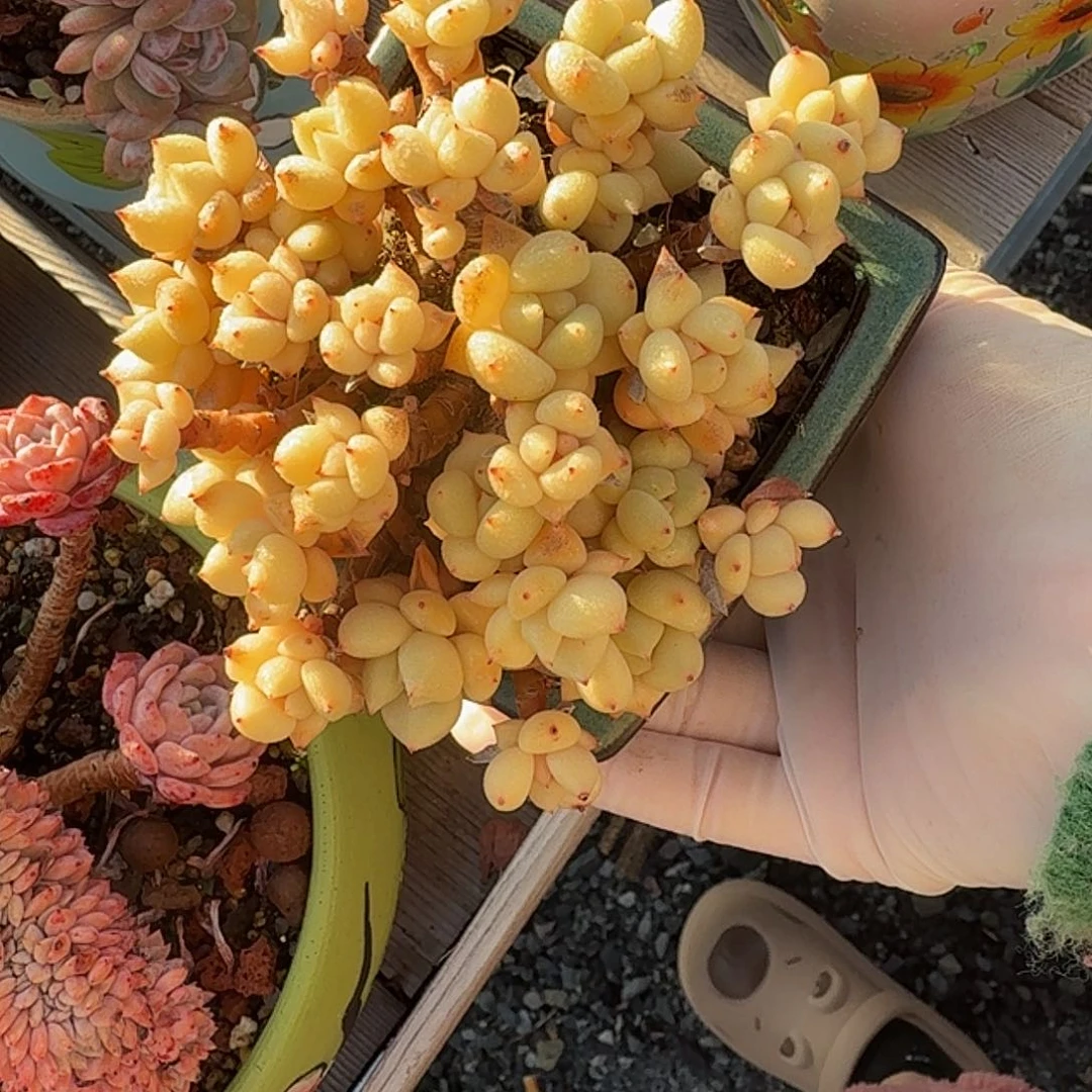 黄金象牙老桩群精品包邮