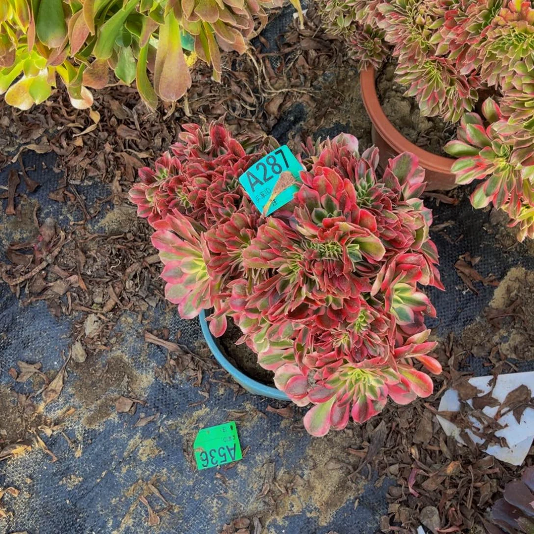 粉女巫法师缀化1-29