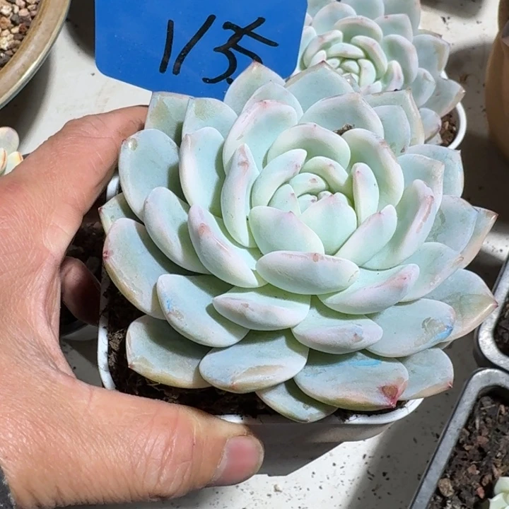 1135梦露锦红红火火