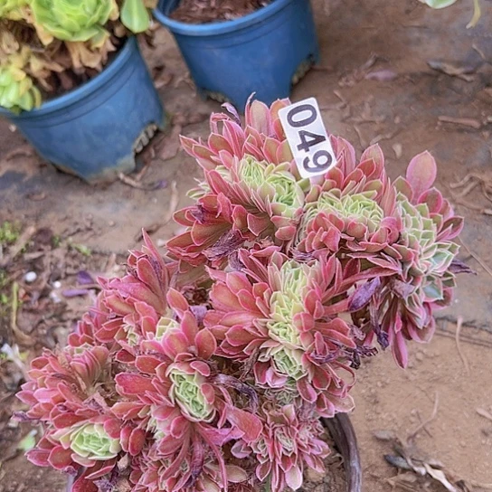 珍***选多肉植物一个法师