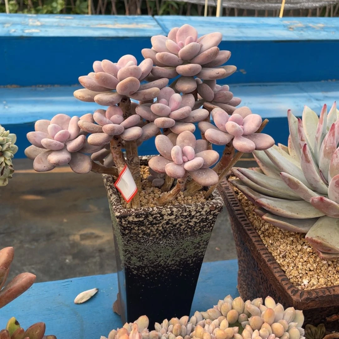 瑞**?粉球美人和香草老桩