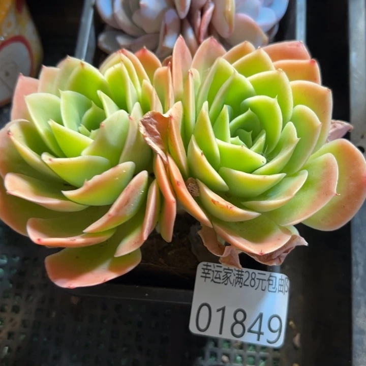 幸运的是我没有遇到幸运