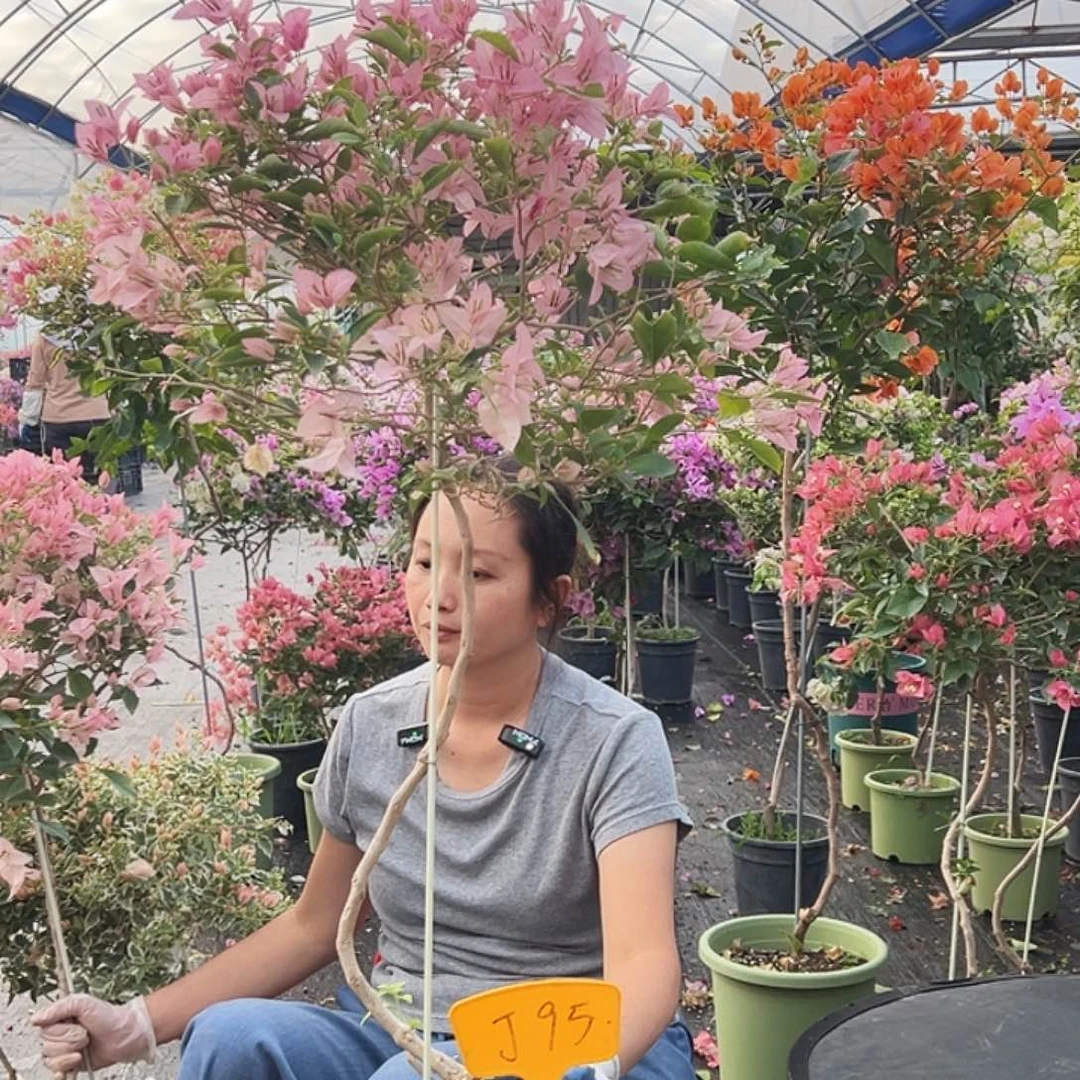 ⊱***ᐝ大部分花苞少量开放J95婆罗洲