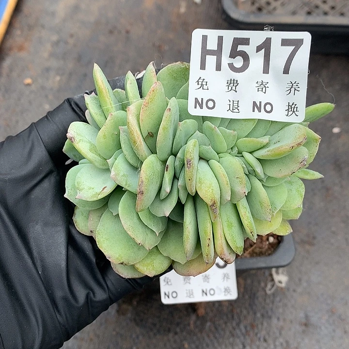 天鹅绒缀化 自然群非偏远38包邮 节后发