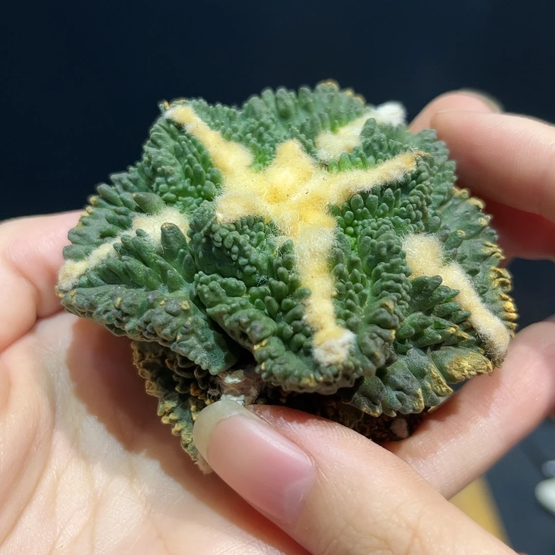 9号7cm自根超大尤哥斯拉怒涛蓝白