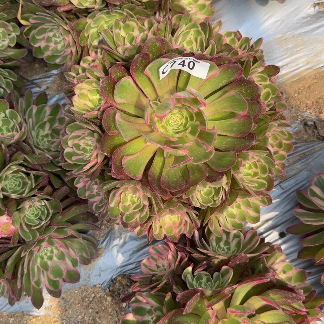 阳***5740瑶光多肉植物