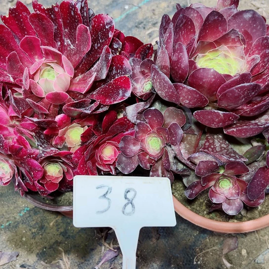 多肉植物组合2个