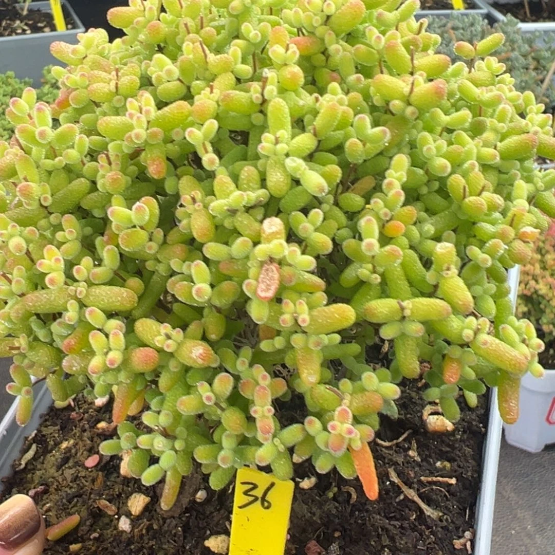 金桔小树36号15cm盆