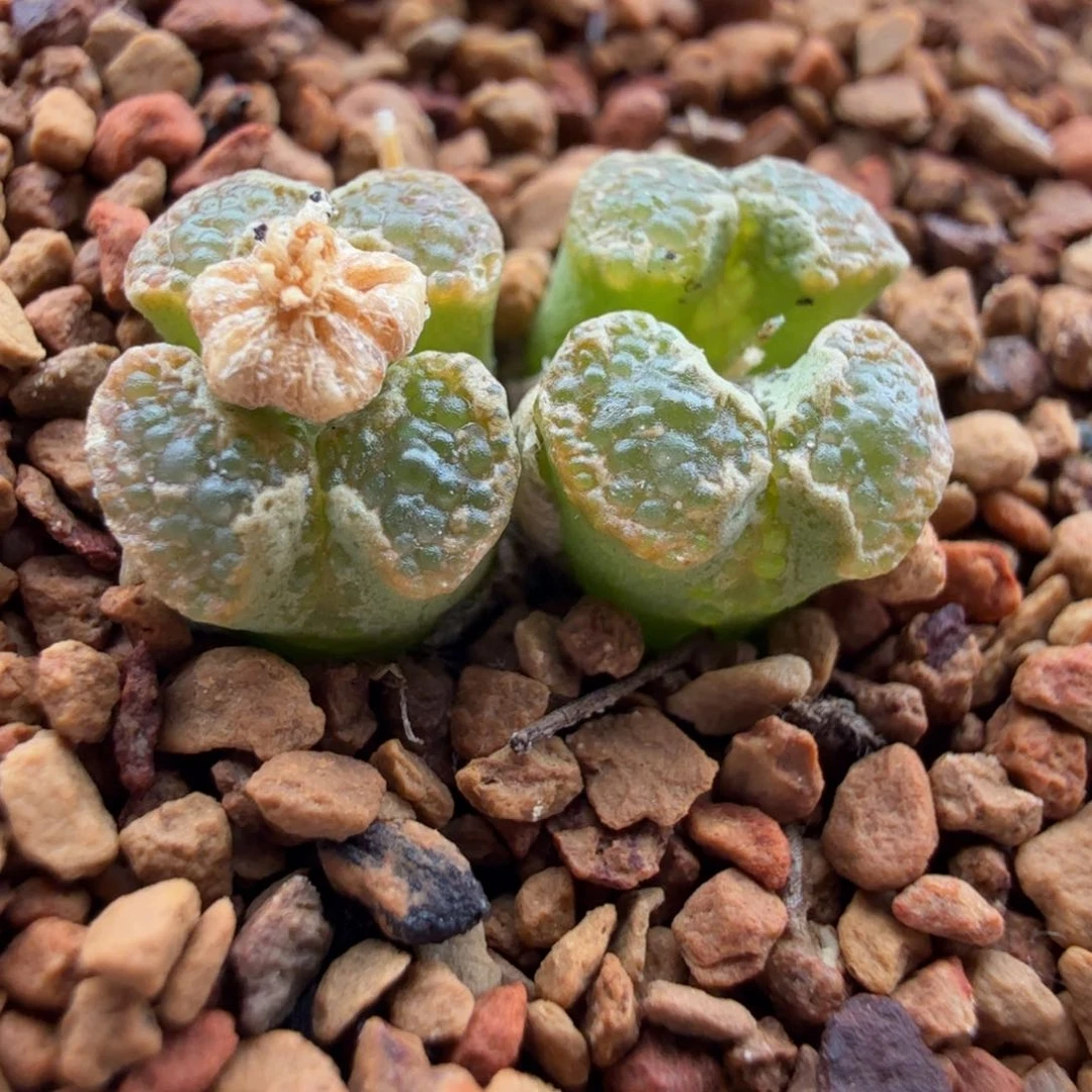 13.15/蝴蝶勋章（尺寸小）