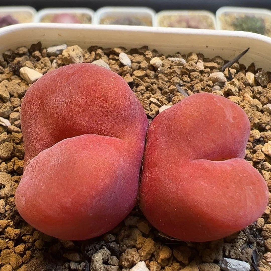 42多肉植物菜了水蜜桃