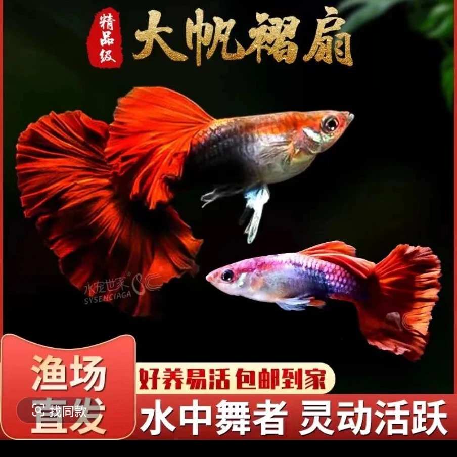 孔雀鱼精品菊花帆爆绒折扇观赏鱼小型鱼好养耐活热带鱼凤尾鱼包活