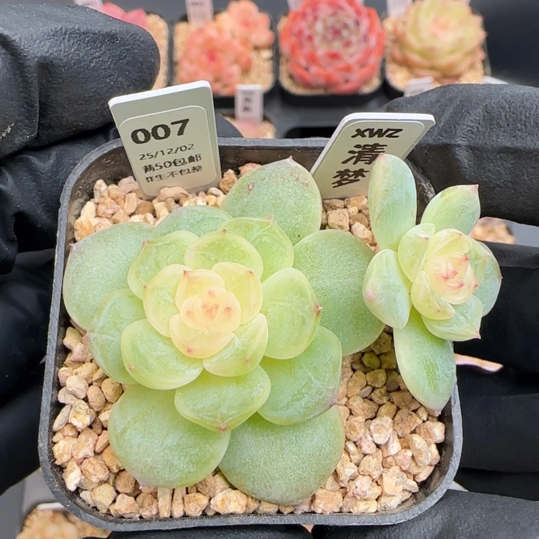 007   清梦   5厘米盆