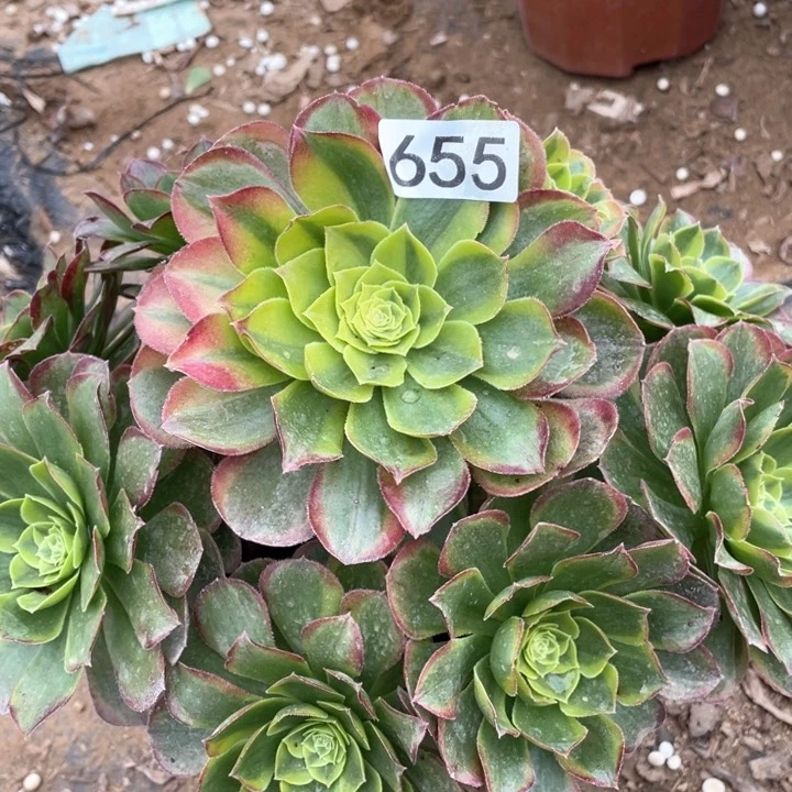 655多肉植物奶白