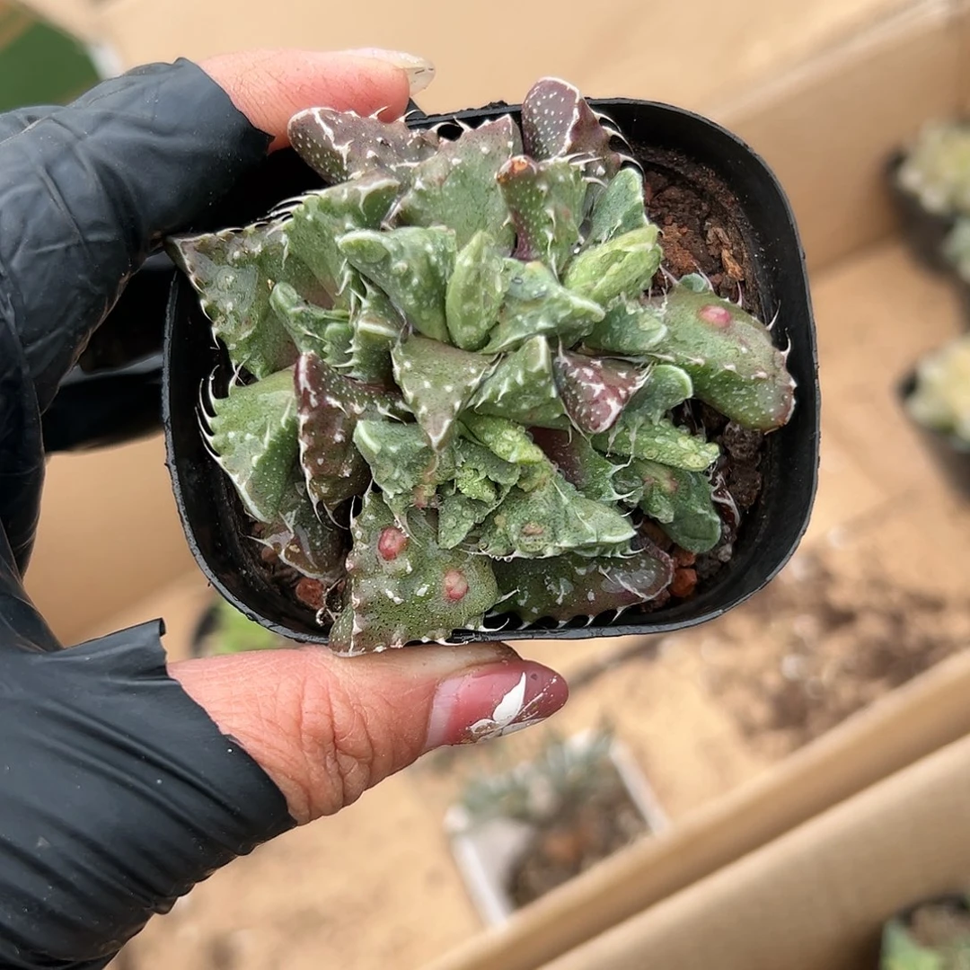 多肉植物狮头怒涛