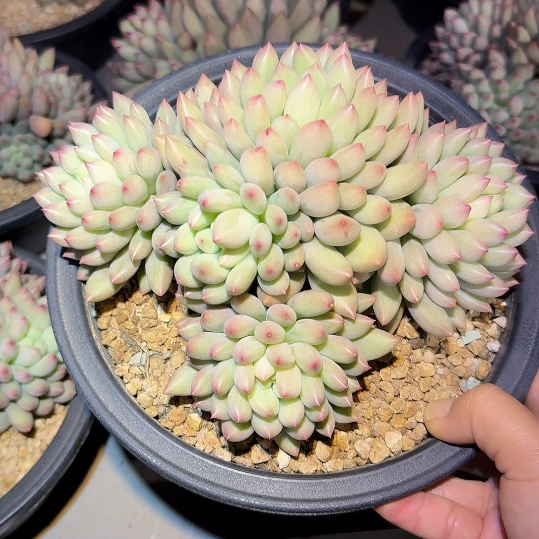 岩渍整无砍群生多肉