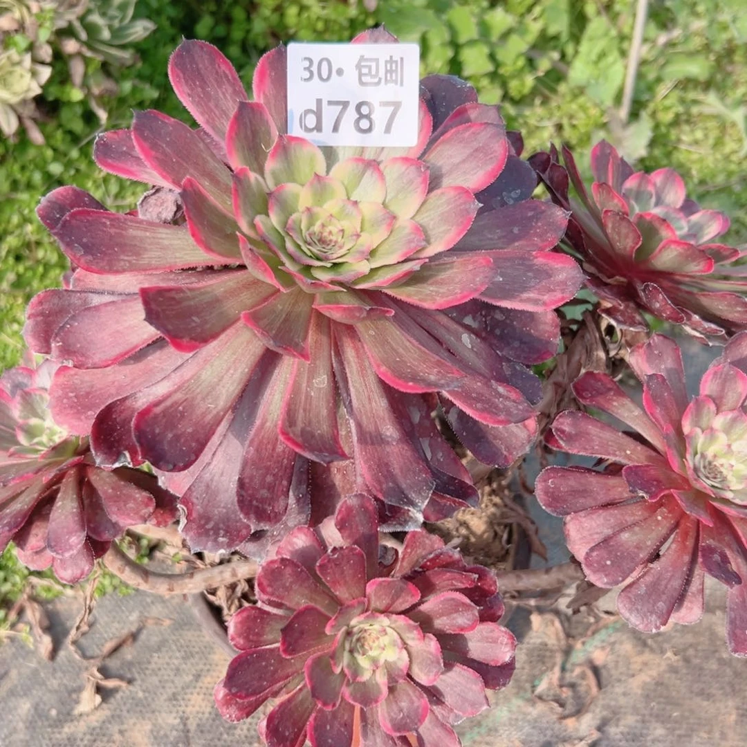 787黑金刚多肉法师