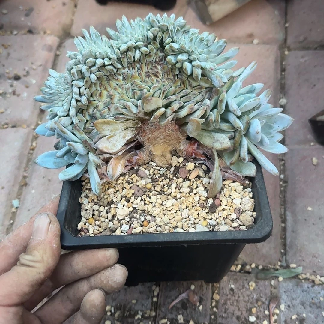 星影树缀无砍多肉