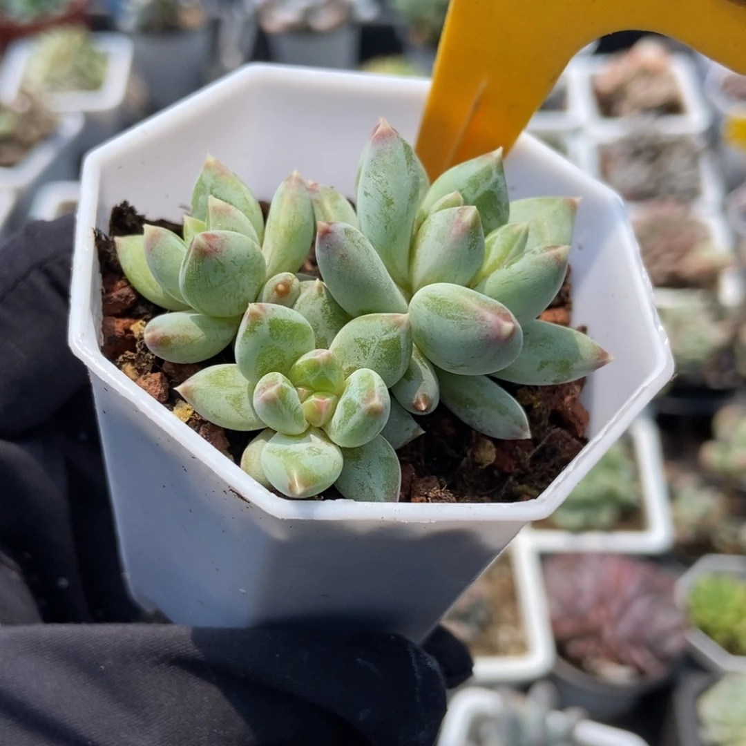 522伊丽莎白多肉植物保护