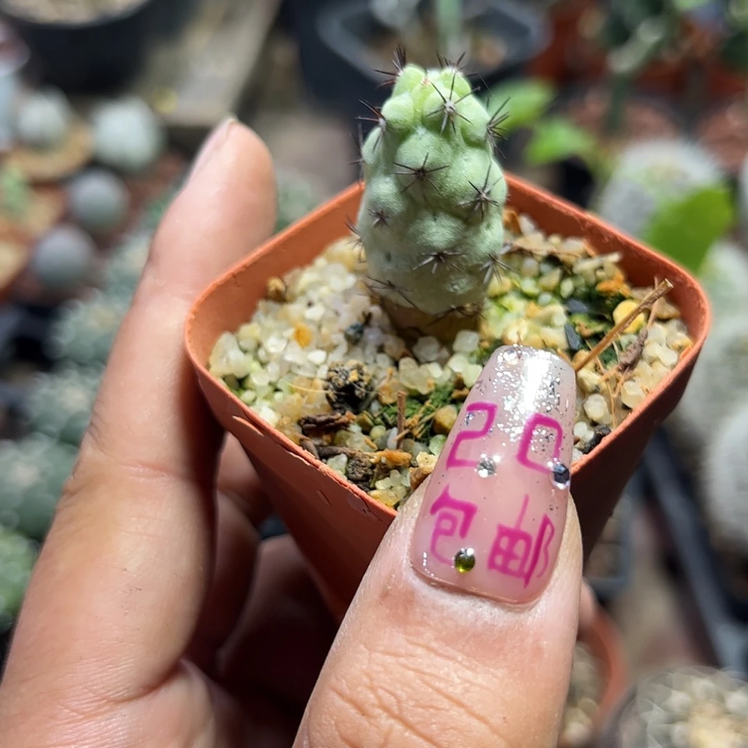 帝王丸单头发货单头