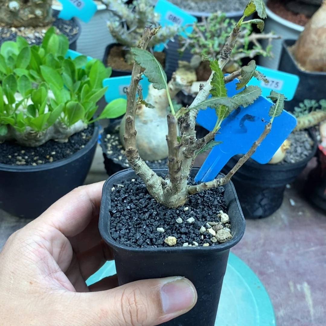 娜娜乳香多肉植物